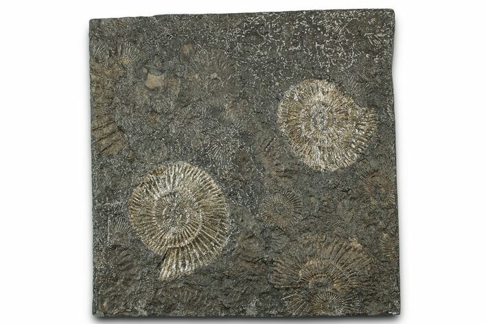 Fossil Ammonite (Dactylioceras) Cluster - Posidonia Shale, Germany #358366